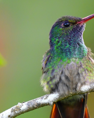 A colorful hummingbird with vibrant green and red feathers perches on a branch, against a blurred green background.